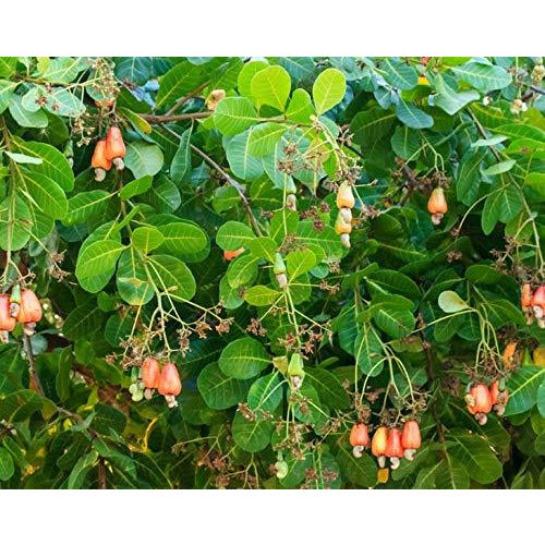 Organic Raw Cashews by Food to Live (Non-GMO, Whole, Unsalted, Bulk) - 8 Ounces